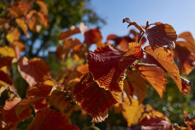 Close-up of leaves on plant during autumn