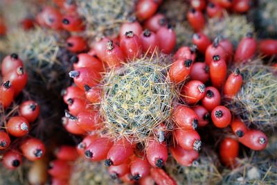 Close-up of red berries on cactus