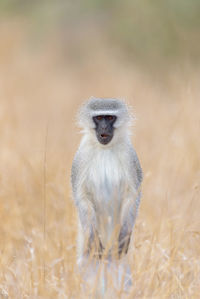 Portrait of meerkat on field