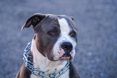 Close-up of dog looking away