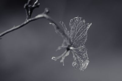 Close-up of plant against blurred background