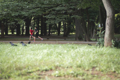 Trees in park