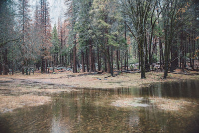 Trees in forest