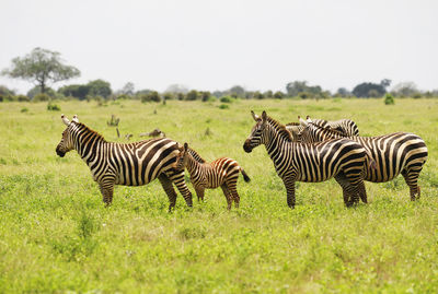 Zebras on a field