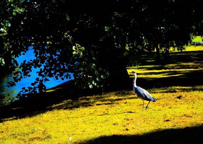 Bird perching on tree