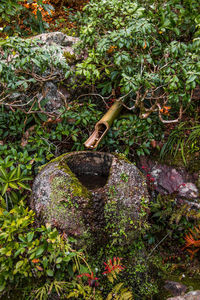 Small lizard on tree in garden