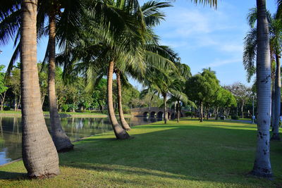 Palm trees along river