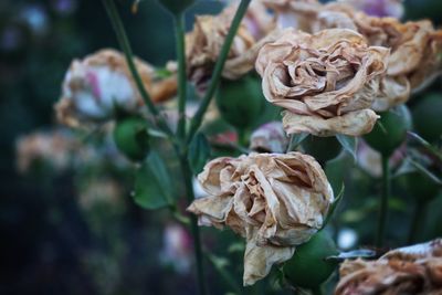 Close-up of wilted rose