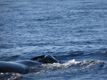 Whale in calm blue sea