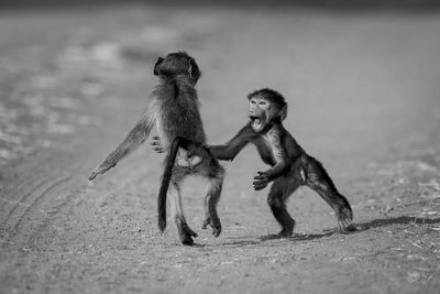 Mono baby chacma baboons playing on track