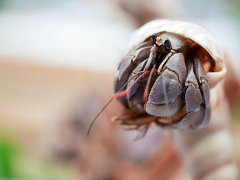 Close-up of shell on the beach