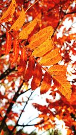 Close-up of autumnal leaves on tree