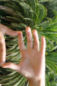 Close-up of hand on tree