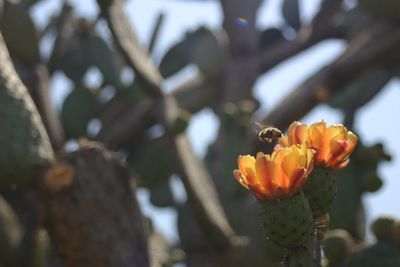 Close-up of yellow flower