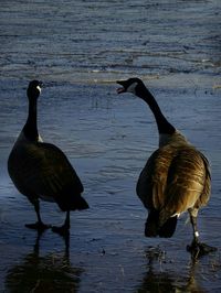 Bird flying over lake