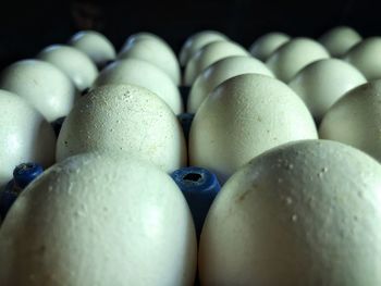 Close-up of eggs in container