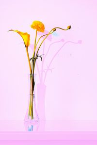 Close-up of multi colored flowers against white background