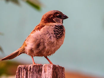 Close-up of bird perching on wooden post