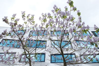 Low angle view of cherry tree by building against sky