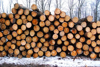 Stack of logs in forest