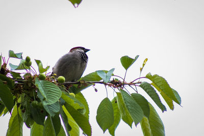 Bird perching on a plant