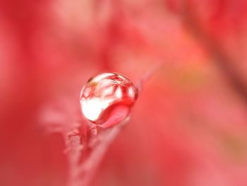 Close-up of pink flower