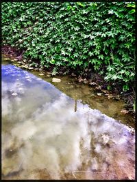 Reflection of plants in puddle