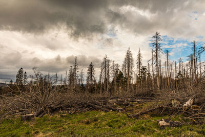 Panoramic shot of trees on field against sky