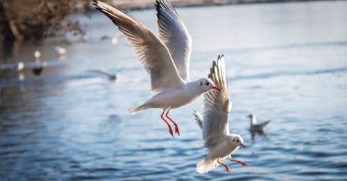 Seagulls flying over water