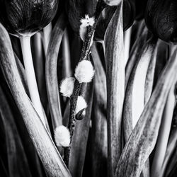 Close-up of fresh flowers