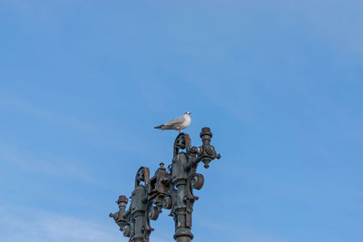 Low angle view of seagull perching on metal against sky