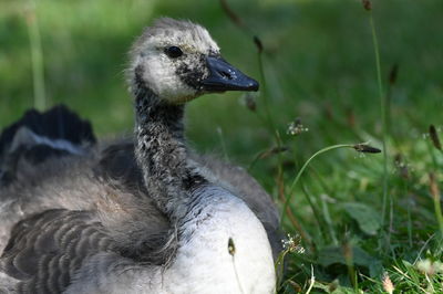 Close-up of a bird