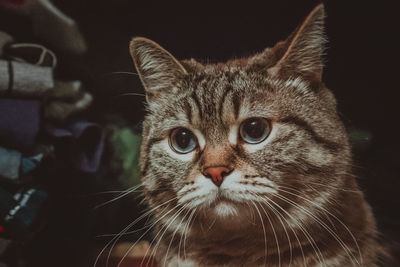 Close-up portrait of a cat