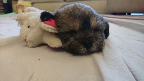 Close-up of puppy sleeping at home