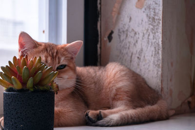 Cat resting on hardwood floor at home