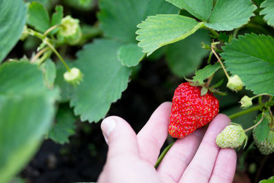 Close-up of hand holding strawberry