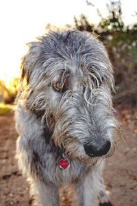 Close-up of dog on field against sky