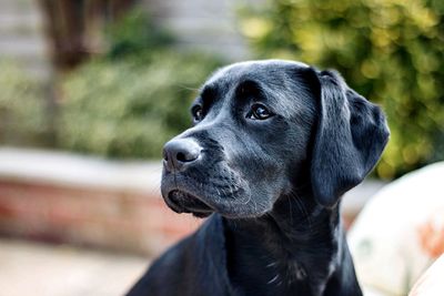 Close-up of dog looking away