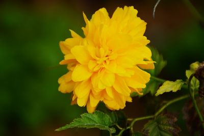 Close-up of yellow flower blooming outdoors