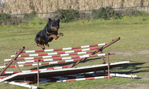 Dog running on field