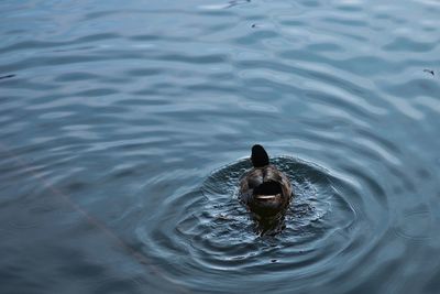 High angle view of duck swimming in lake