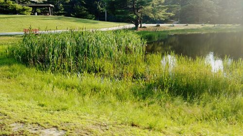 Scenic view of green landscape