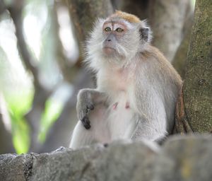 Low angle view of female monkey looking away