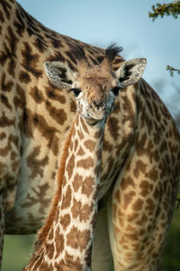 Close-up of masai giraffe standing facing camera