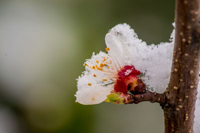 Close-up of snow on plant