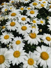 Close-up of white flowers blooming outdoors