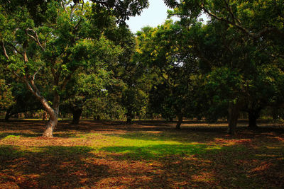 Trees growing in forest