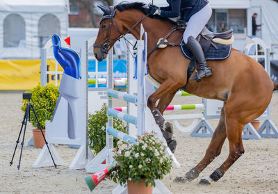 Horse jumps over an obstacle in show jumping