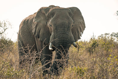 View of elephant on land