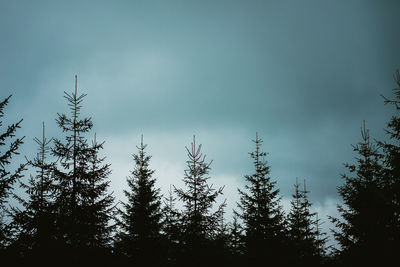 Low angle view of pine trees against sky